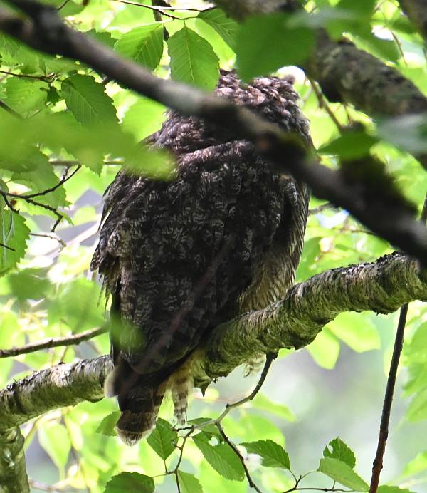 great horned owl deas island bc