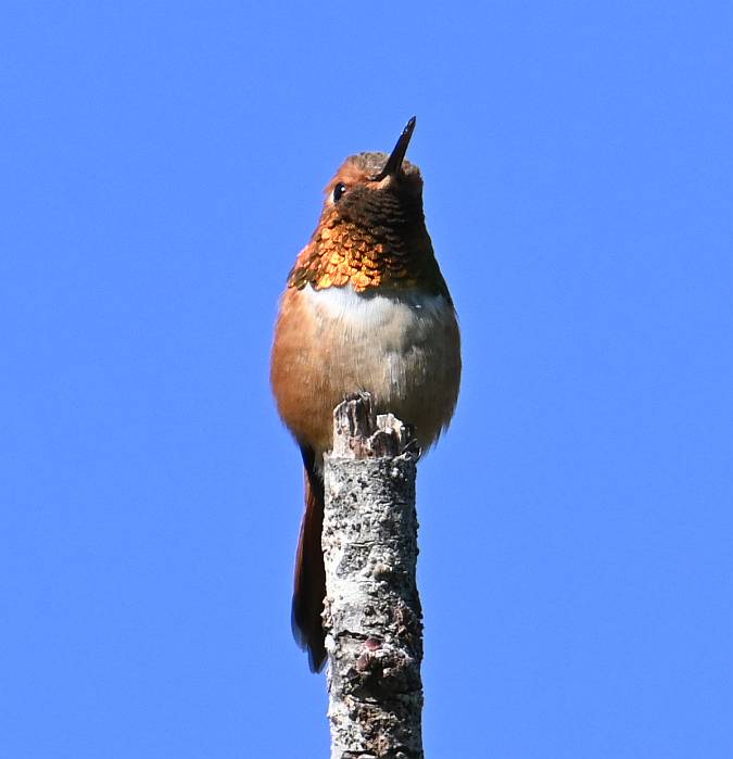 rufous hummingbird pemberton bc