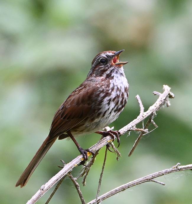 song sparrow deas island bc