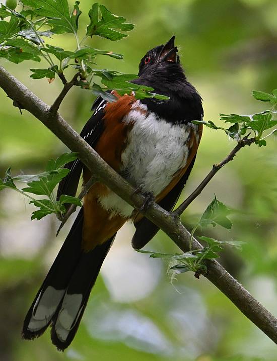 spotted towhee deas island bc