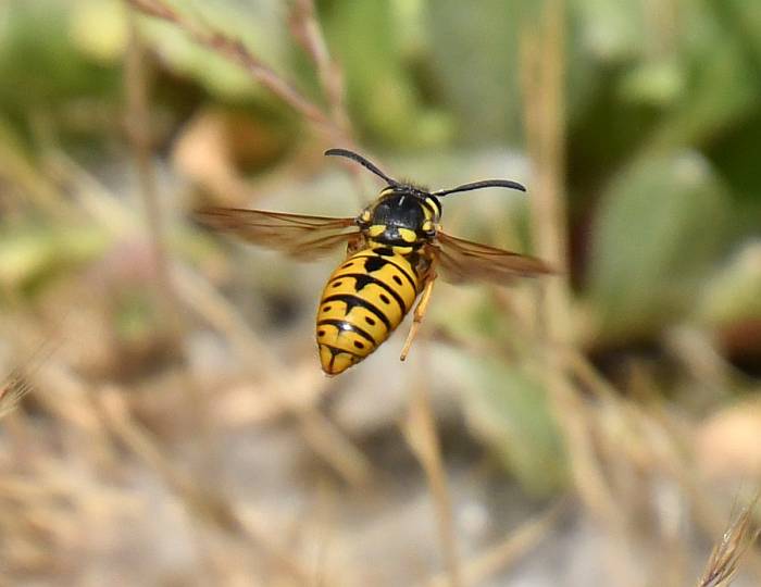 yellowjacket deas island bc