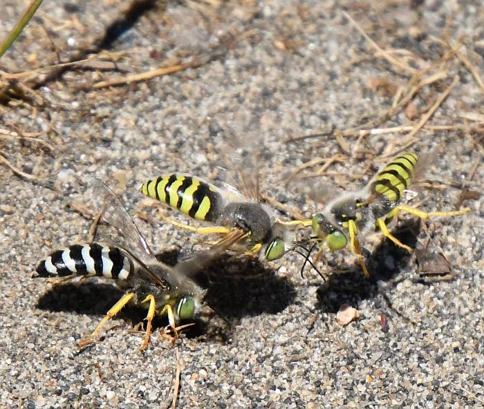 sand wasp deas island bc