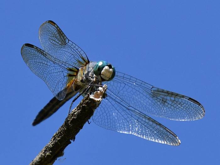 dragonflies deer lake burnaby bc
