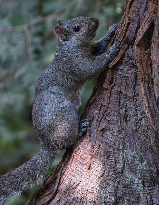 eastern gray squirrel burnaby lake bc