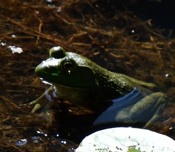 american bullfrog burnaby lake bc