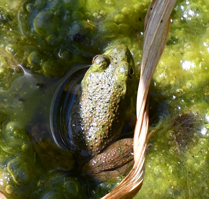 frog deer lake burnaby bc