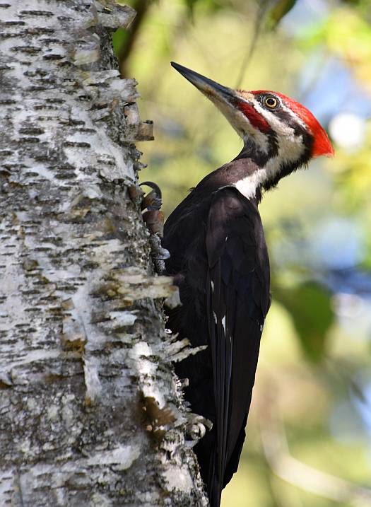 pileated woodpecker burnaby lake bc