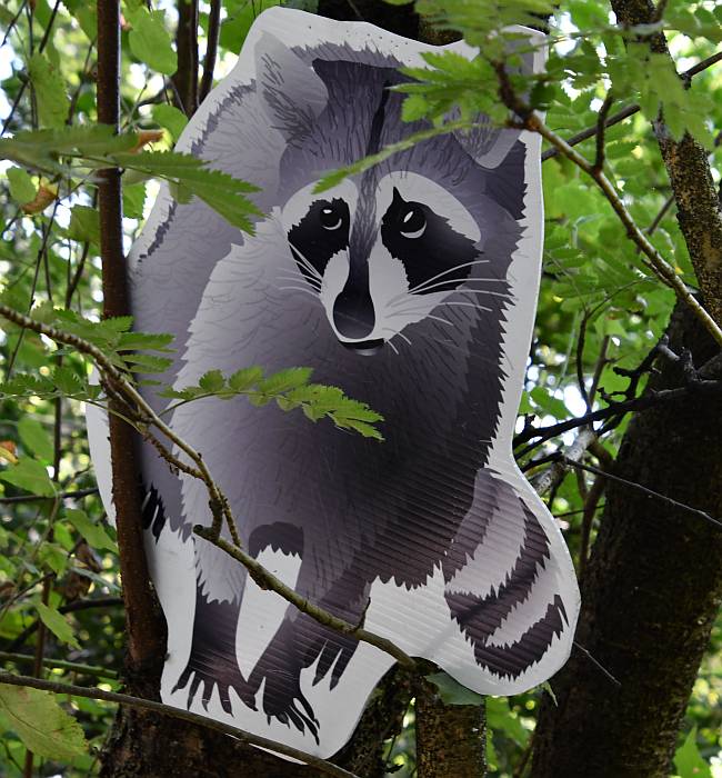 wildlife placards burnab lake bc