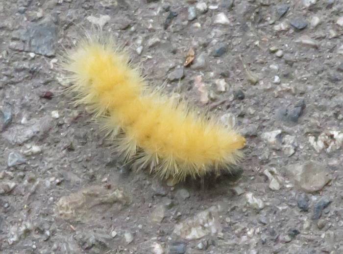 yellow caterpillar burnaby bc