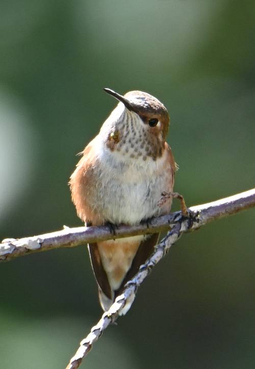 rufous hummingbird fraser foreshore park burnaby bc