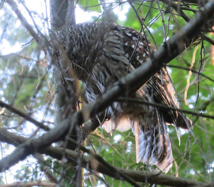 barred owl byrne creek burnaby bc
