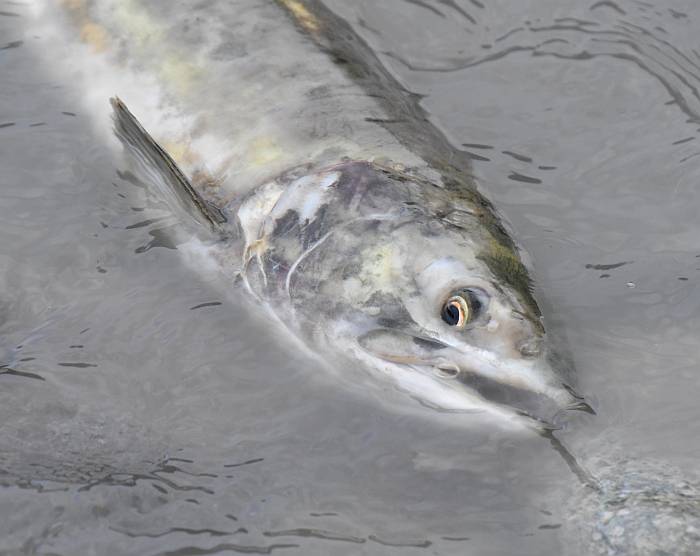 pink salmon spawning cheakamus squamish bc