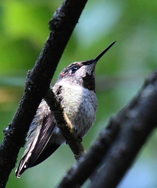 anna's hummingbird burnaby bc