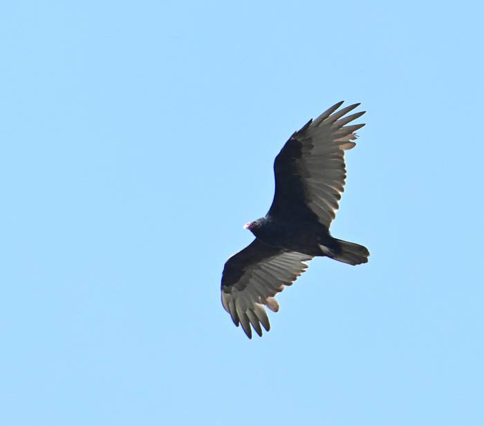 turkey vulture fraser foreshore burnaby bc