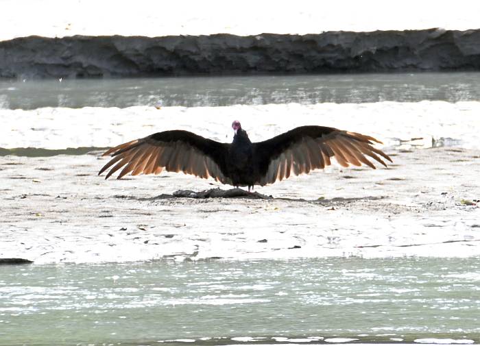 turkey vulture eating salmon lillooet lake bc