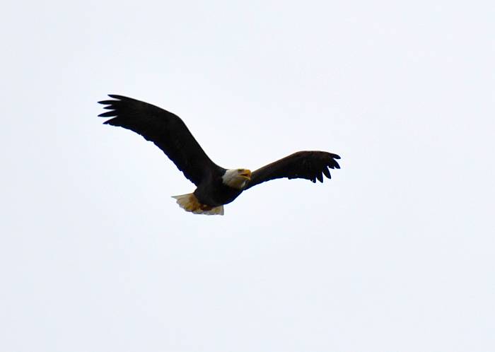 bald eagle burnaby bc