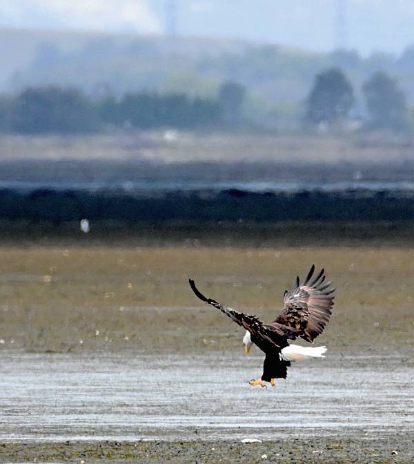 bald eagle fish crows centennial beach delta bc