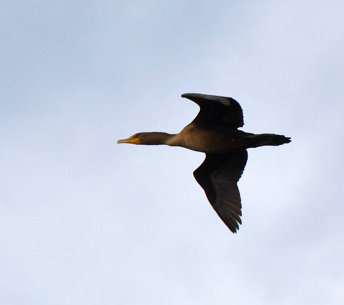 cormorant crescent bach surrey bc