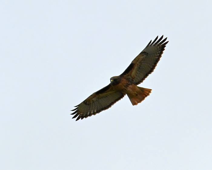 red-tailed hawk centennial beach delta bc