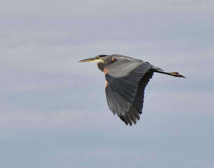 great blue heron crescent beach surrey bc