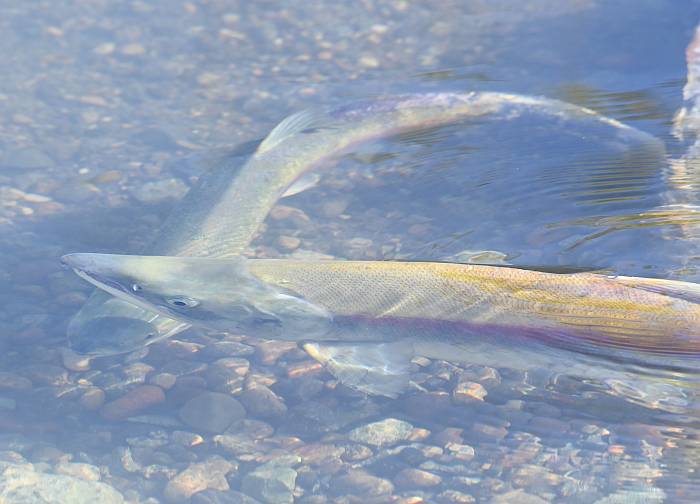 sockeye salmon spawning pemberton bc