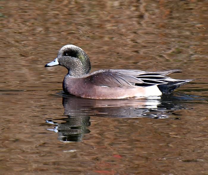 american wigeon central park burnaby bc