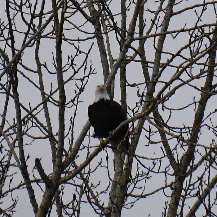 bald eagles byrne creek burnaby bc