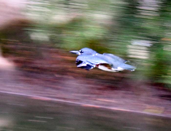 belted kingfisher byrne creek burnaby bc