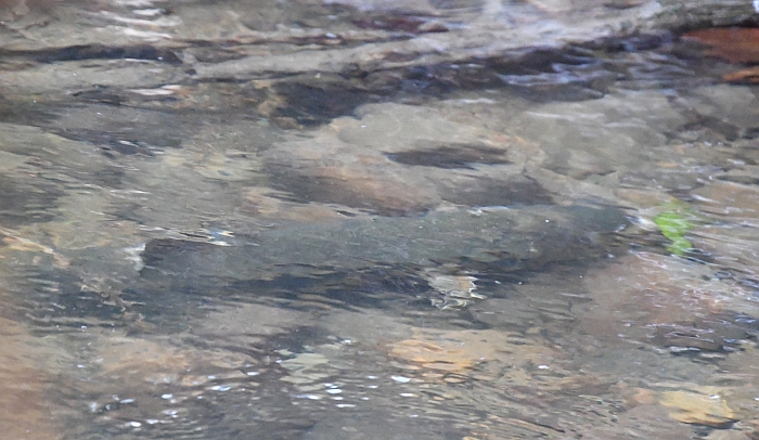 chum salmon spawning byrne creek burnaby bc