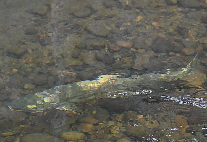 chum salmon byrne creek burnaby bc