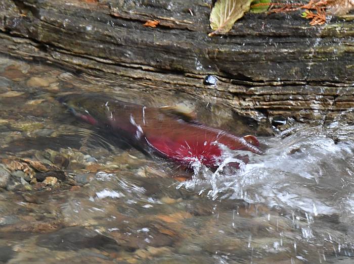 coho salmon spawning byrne creek burnaby