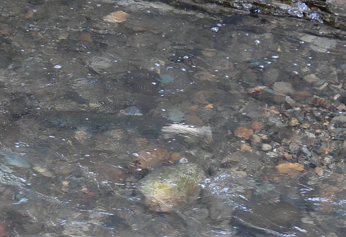 coho spawning byrne creek burnaby bc