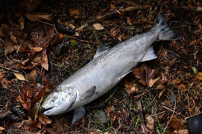 coho female byrne creek burnaby bc