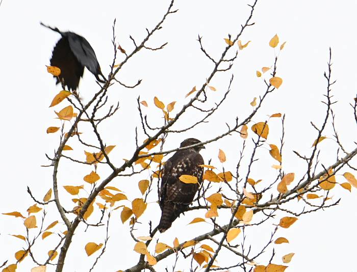 crows hawk burnaby bc