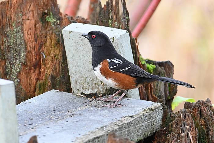 spotted towhee fraser foreshore park burnaby bc