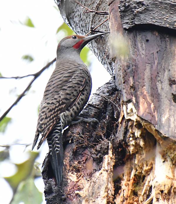 northern flickers burnaby bc