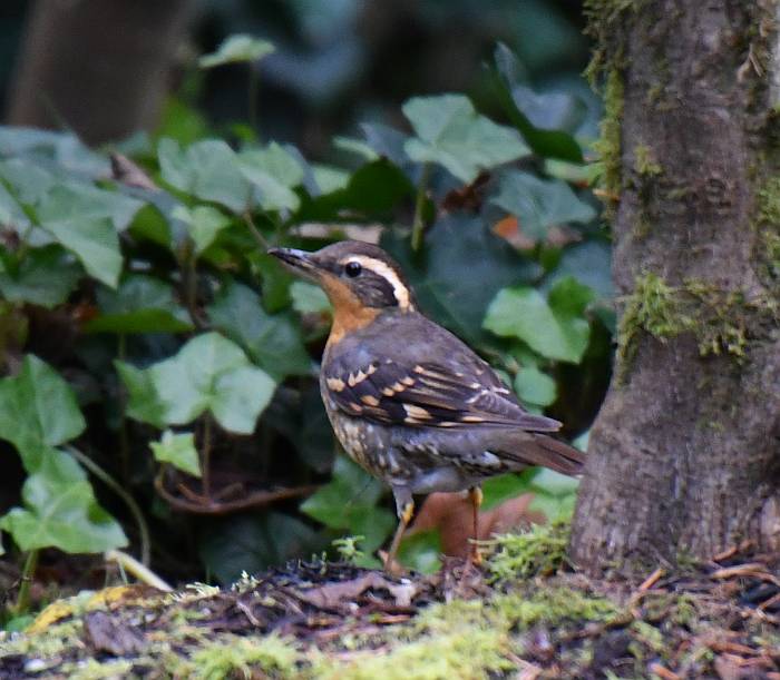 varied thrush ron mclean park burnaby bc