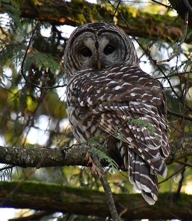 barred owl byrne creek ravine burnaby bc