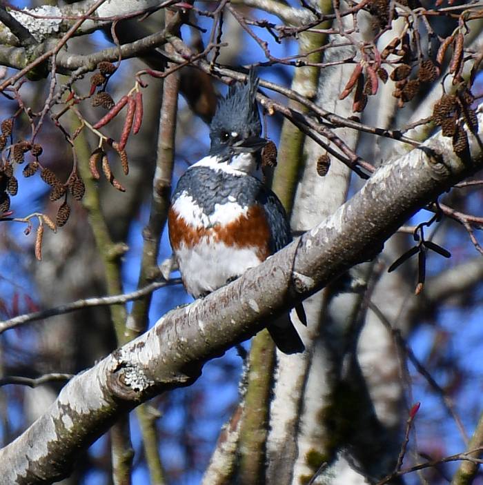 belted kingfisher byrne creek burnaby bc