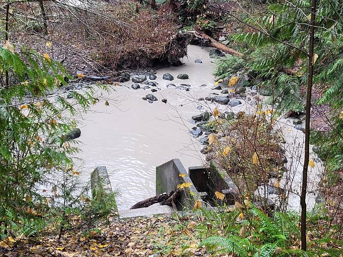 byrne creek looking like chocolate milk burnaby bc