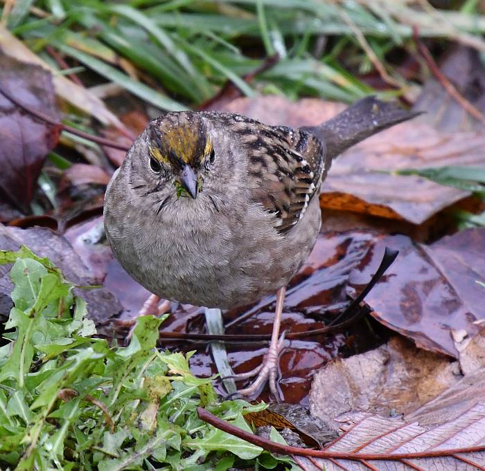 golden-crowned sparrow burnaby bc