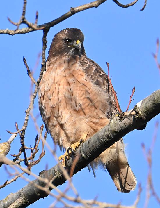 red-tailed hawk burnaby bc
