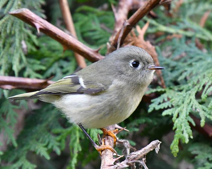 ruby-crowned kinglet burnaby bc