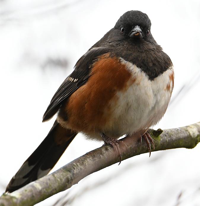 spotted towhee fraser foreshore burnaby bc