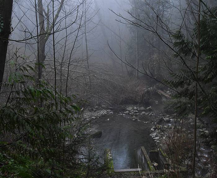 foggy byrne creek taylor park burnaby bc