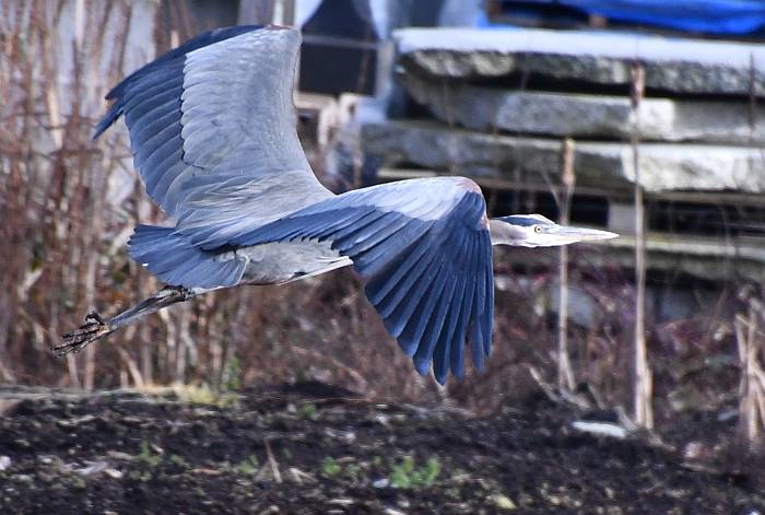 great blue heron flight burnaby bc
