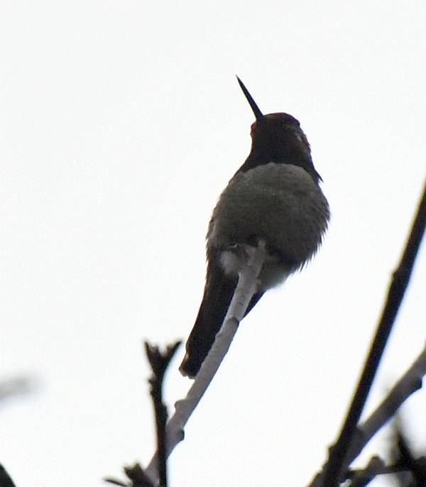 anna's hummingbird byrne creek burnaby bc