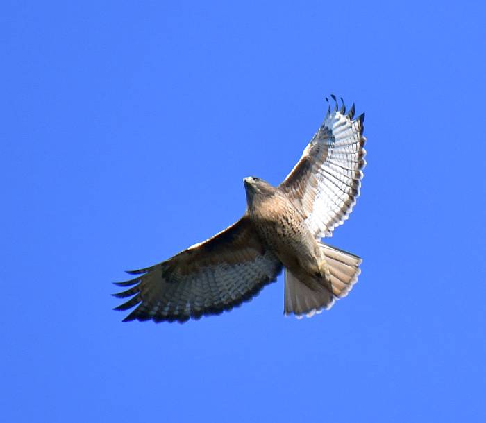 red-tailed hawk byrne creek burnaby bc