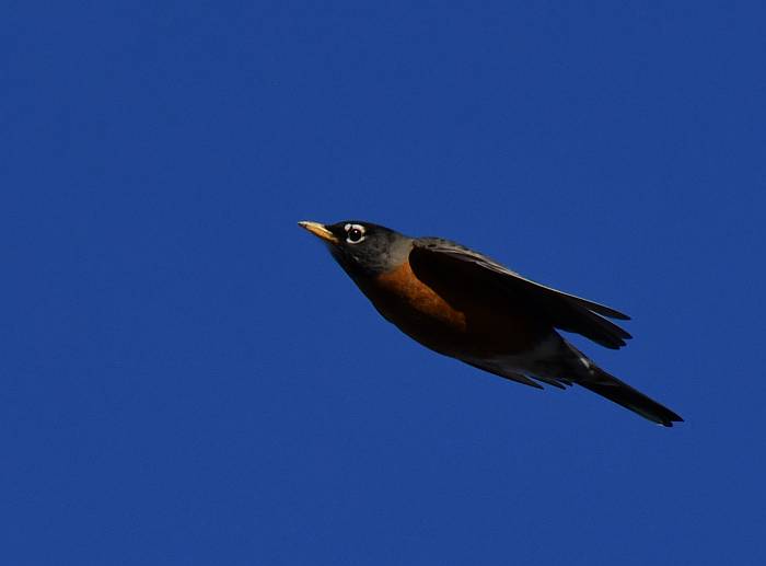 american robin flight byrne creek burnaaby bc