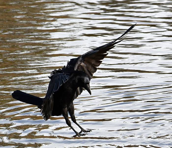 american crow burnaby lake bc